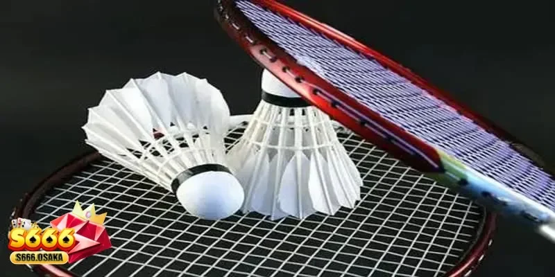 Cá cược cầu lông