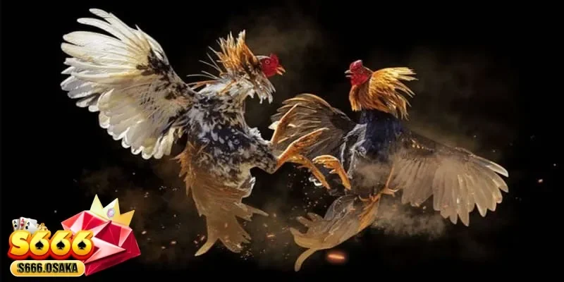 đá gà cựa sắt