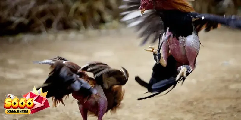 Cược tổng số ván đấu gà