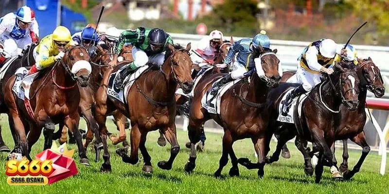 cá cược đua ngựa